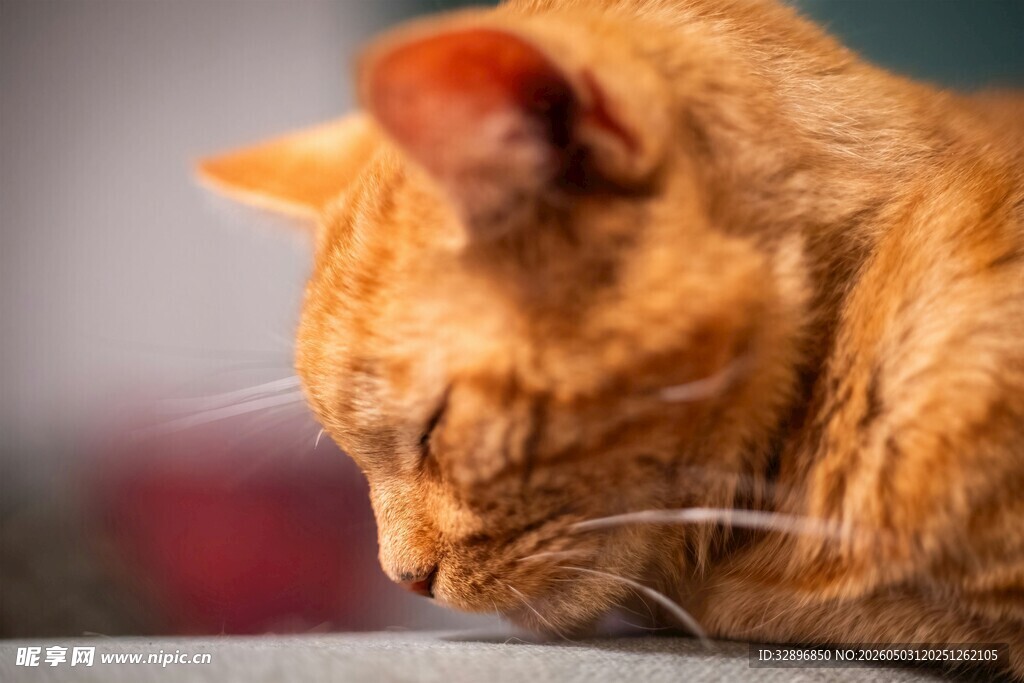 橘猫低头小憩