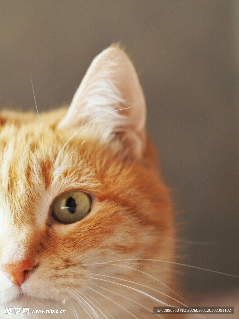 可爱橘猫特写