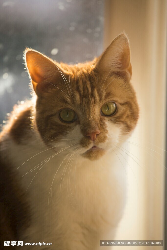 窗边晒太阳的可爱猫咪
