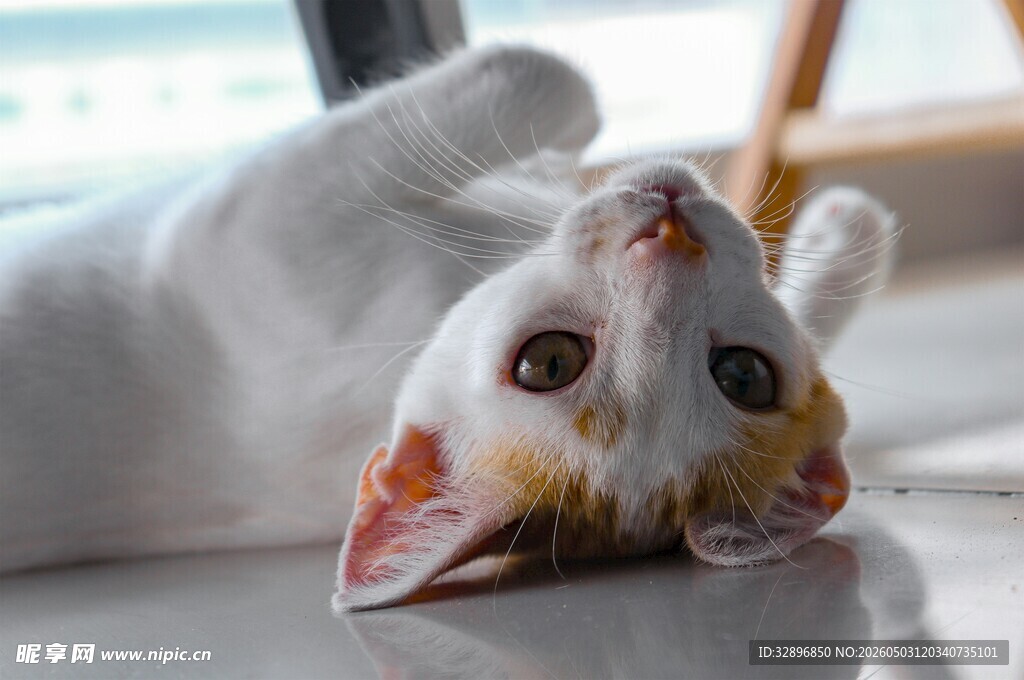 可爱猫咪惬意平躺