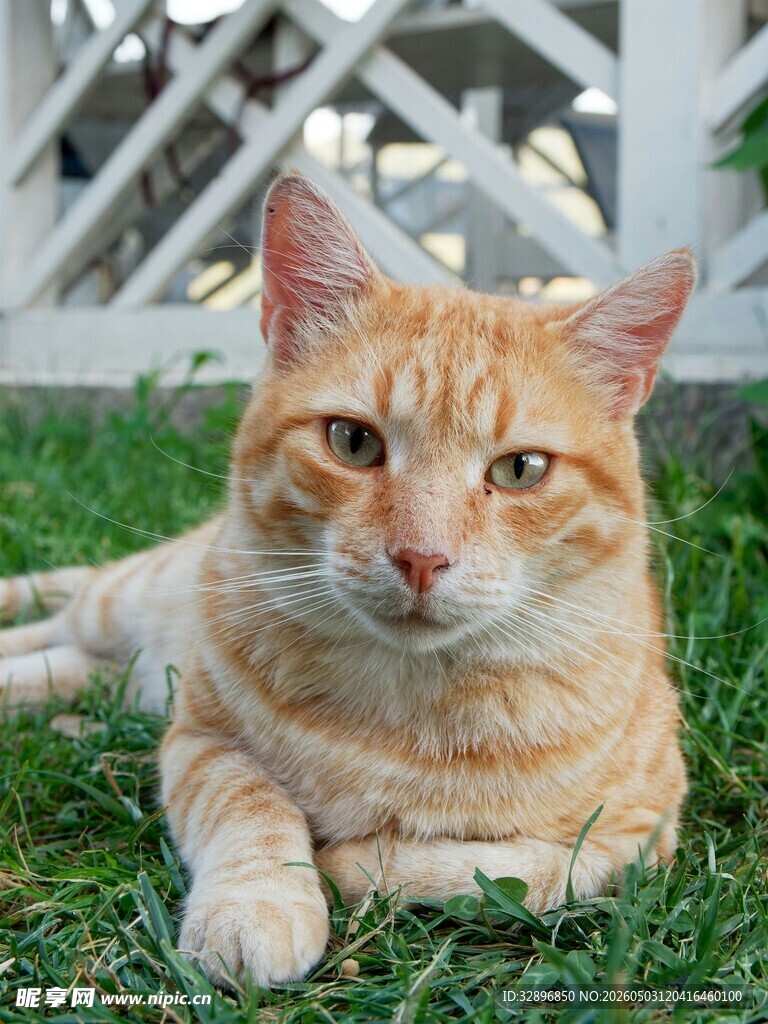 草地上的橘猫