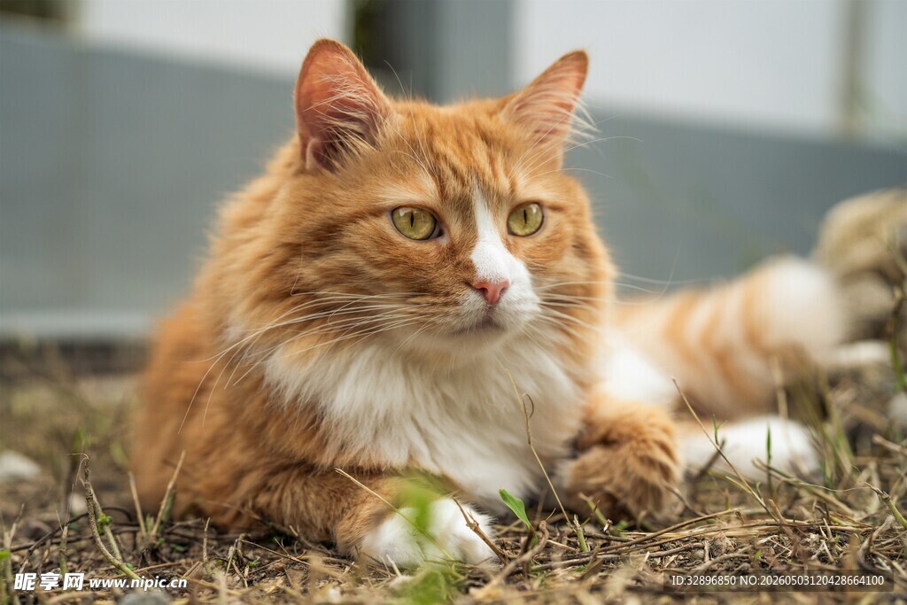 橘猫悠闲卧于草地