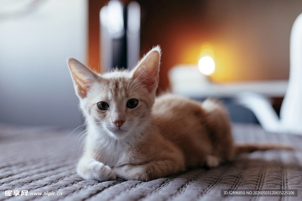 床上趴着的可爱小猫咪