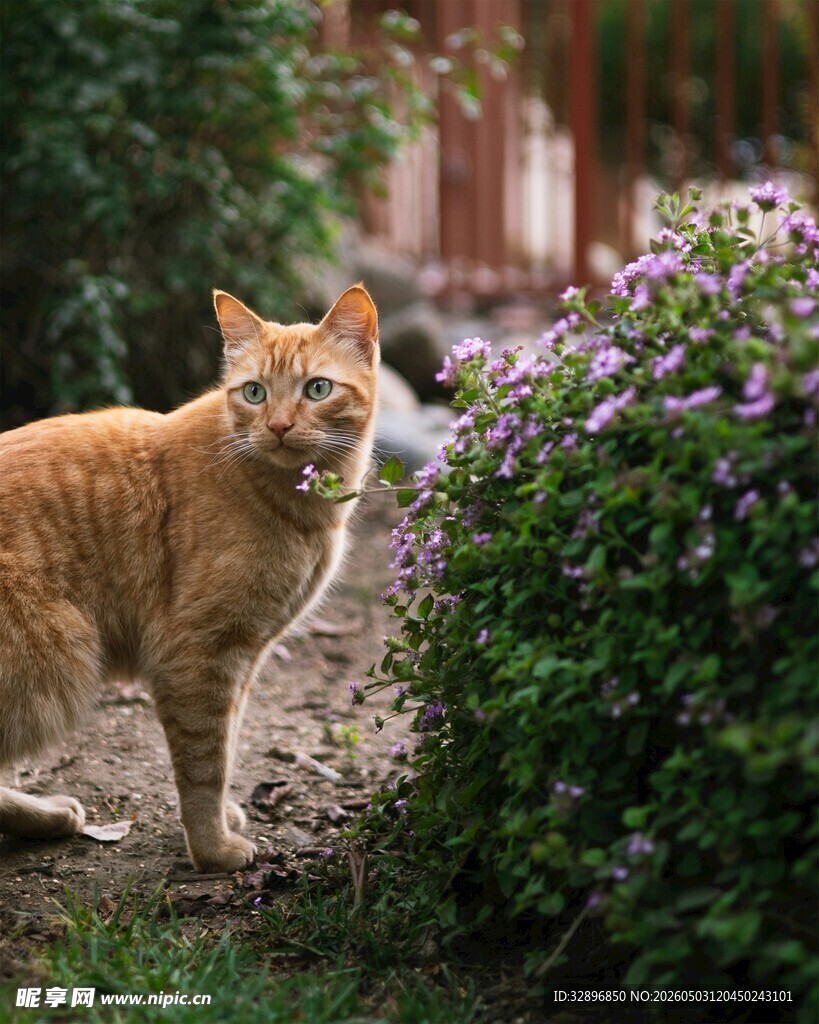 橘猫立于繁茂花草旁
