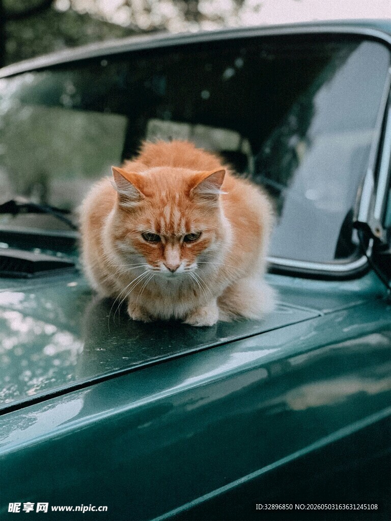 橘猫趴绿色汽车引擎盖