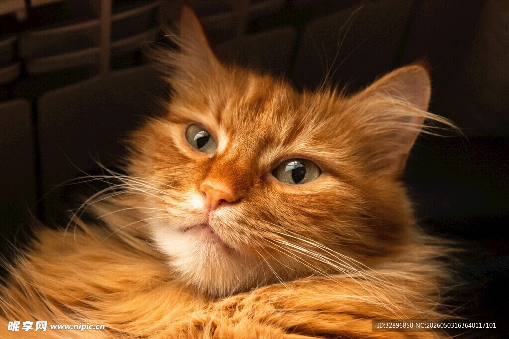 橘色长毛猫的可爱姿态