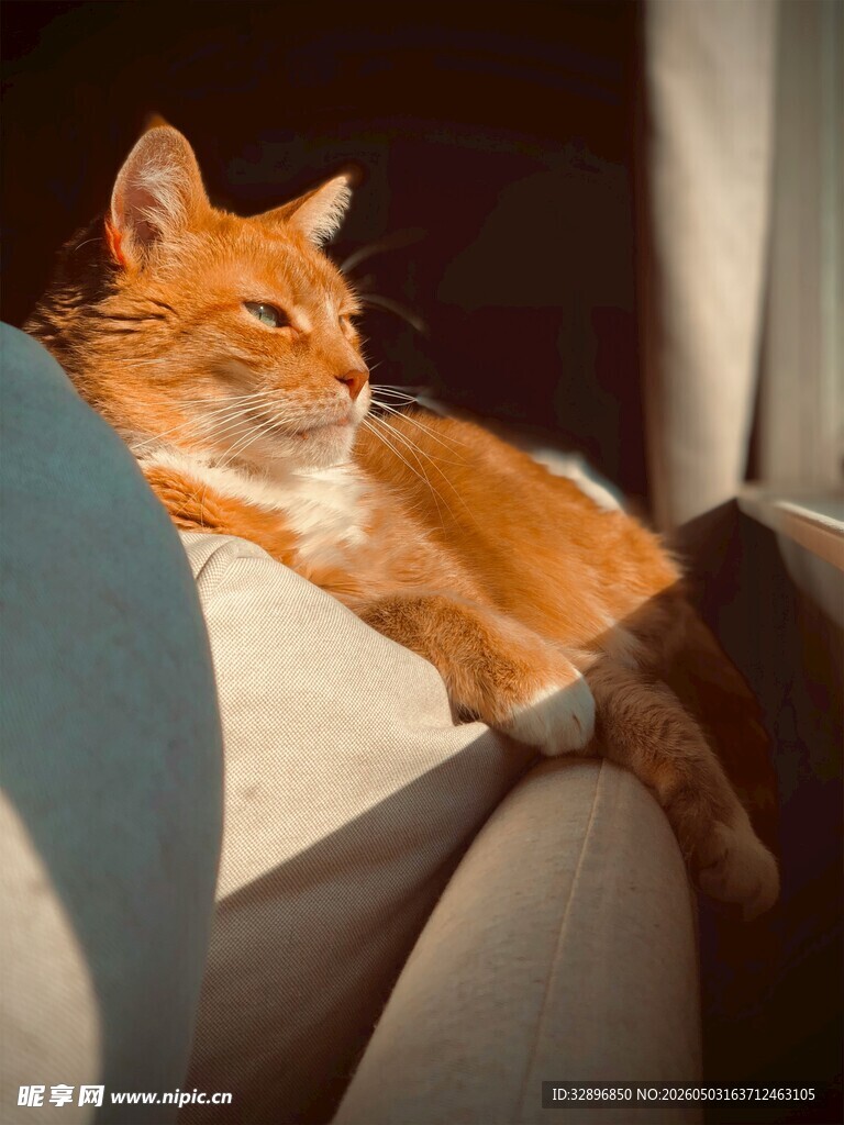 橘猫惬意躺坐汽车座椅上