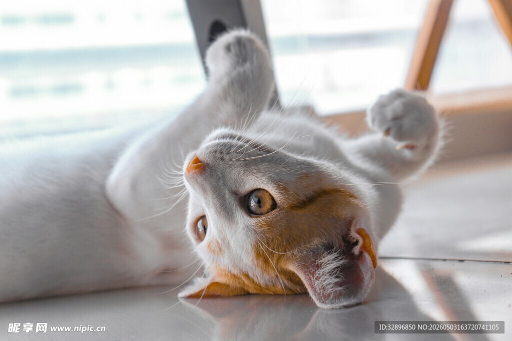 躺地卖萌的可爱猫咪