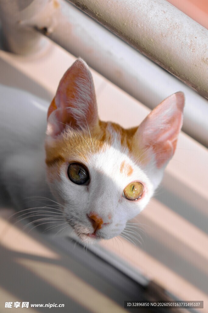 可爱三色小猫探头张望