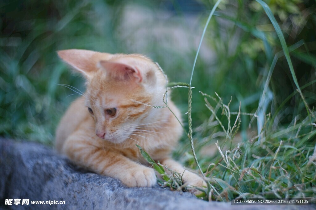 橘猫卧于草地