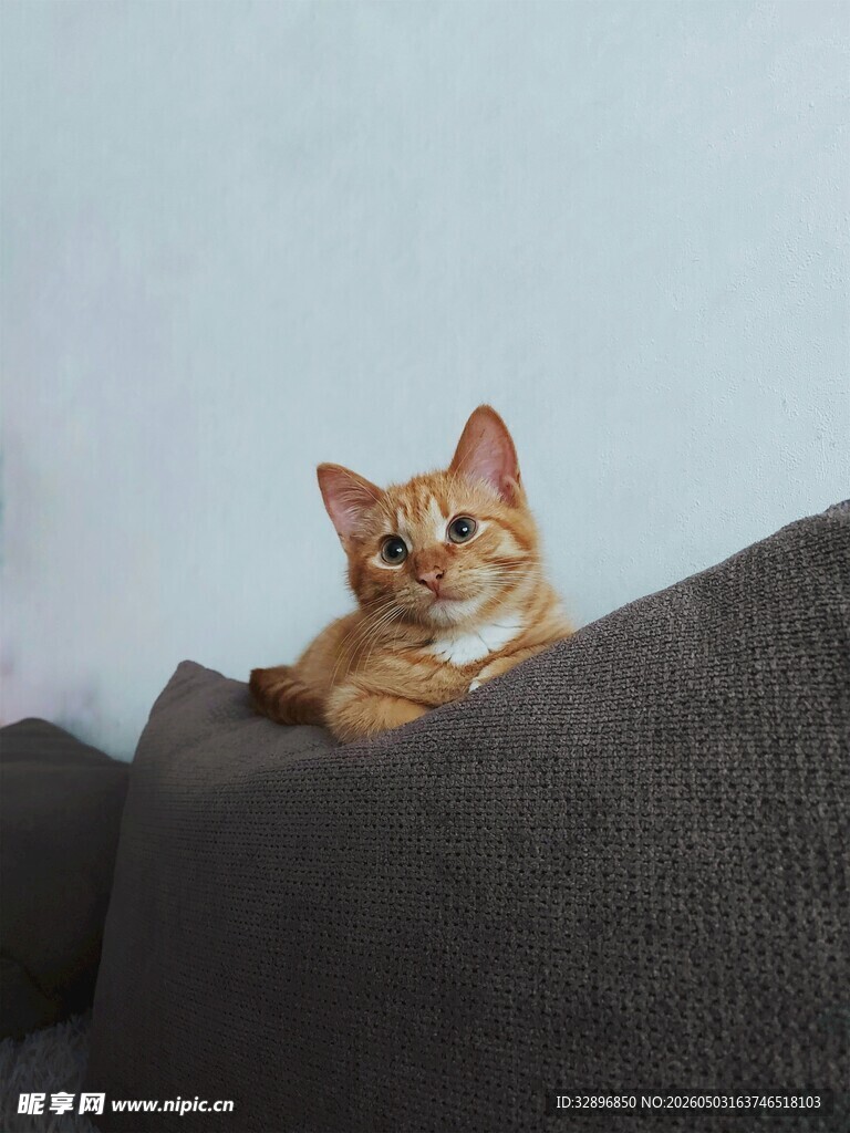 沙发上惬意的橘猫