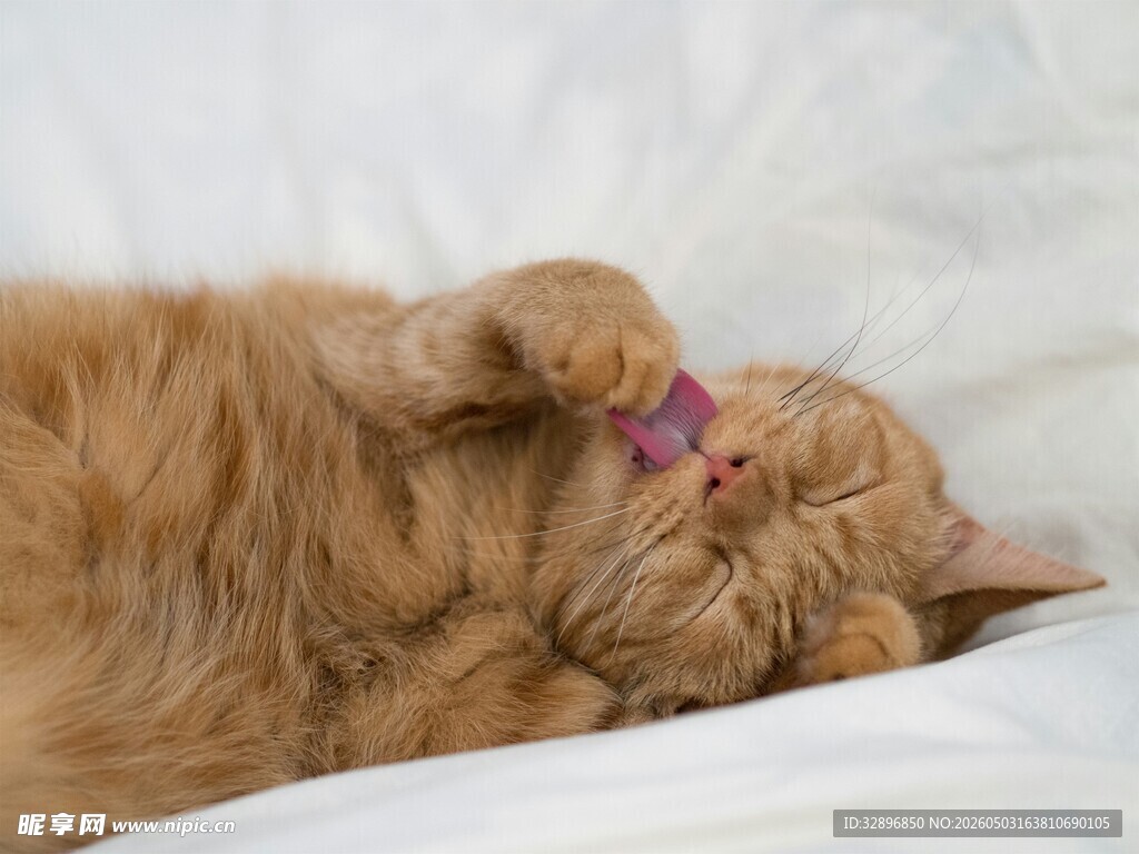 橘猫惬意舔爪瞬间