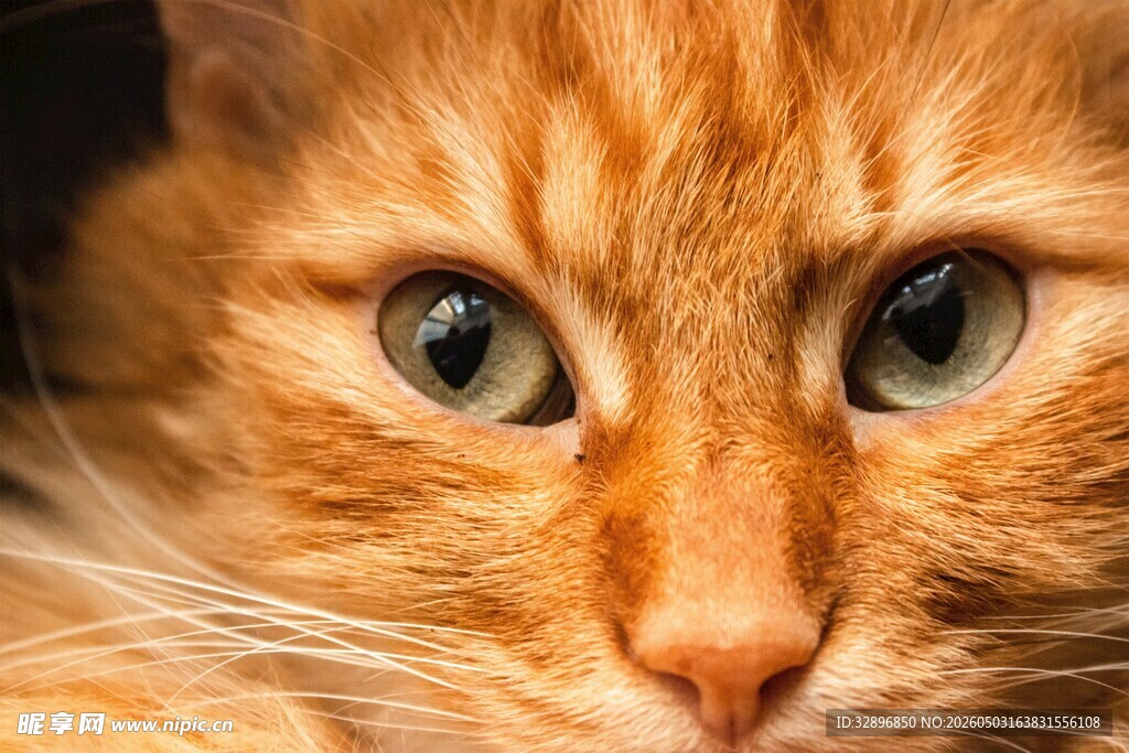 橘猫特写明亮大眼惹人爱