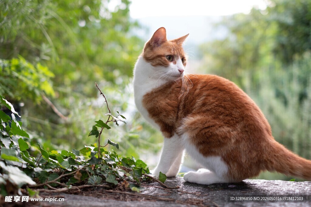 橘猫于绿植旁优雅蹲坐