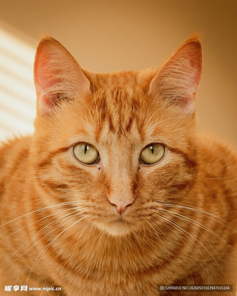 橘猫特写