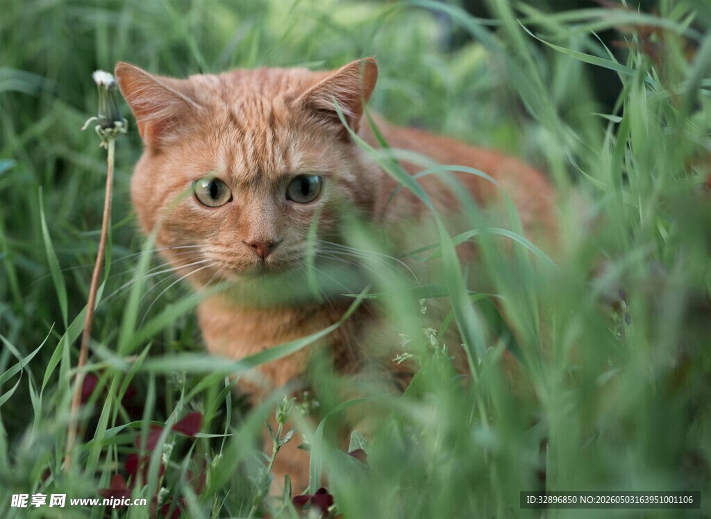 草丛中的橘猫