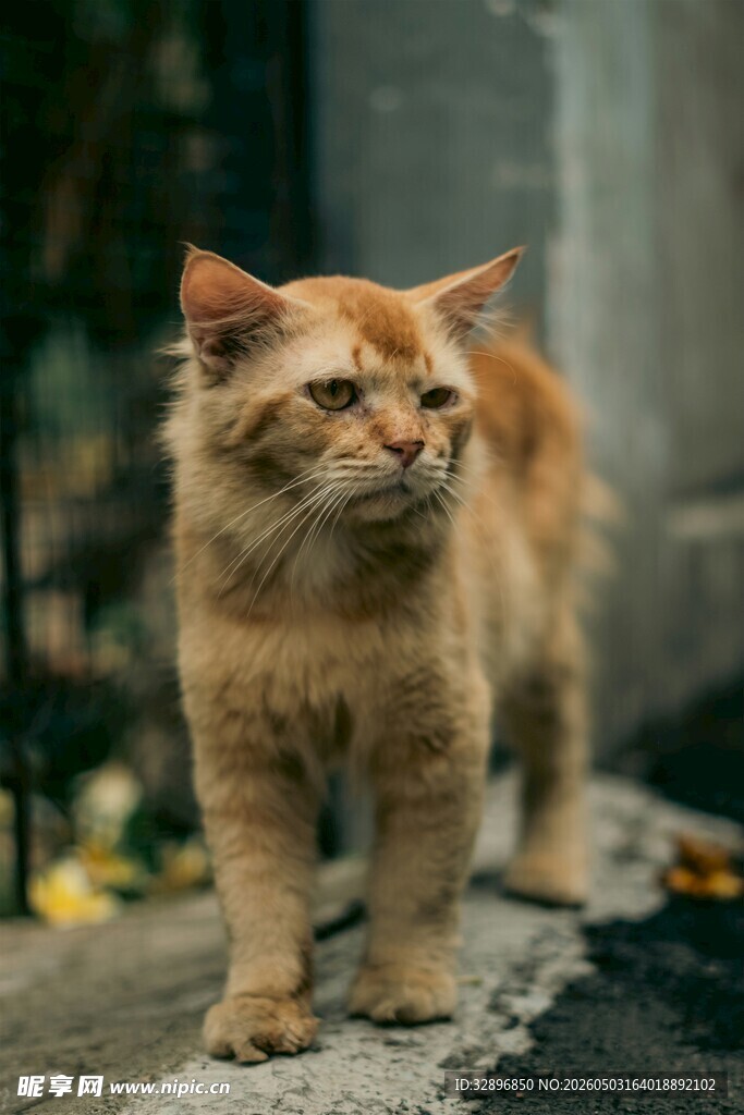 橘色长毛猫户外站立