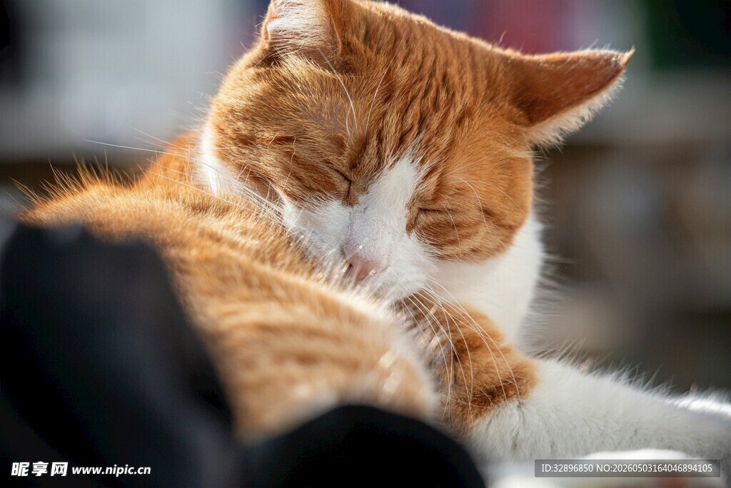 慵懒猫咪惬意休憩