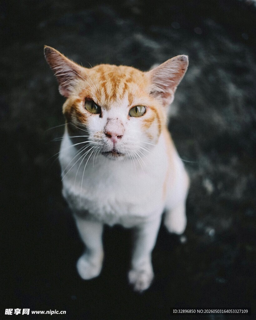 可爱双色猫直视镜头