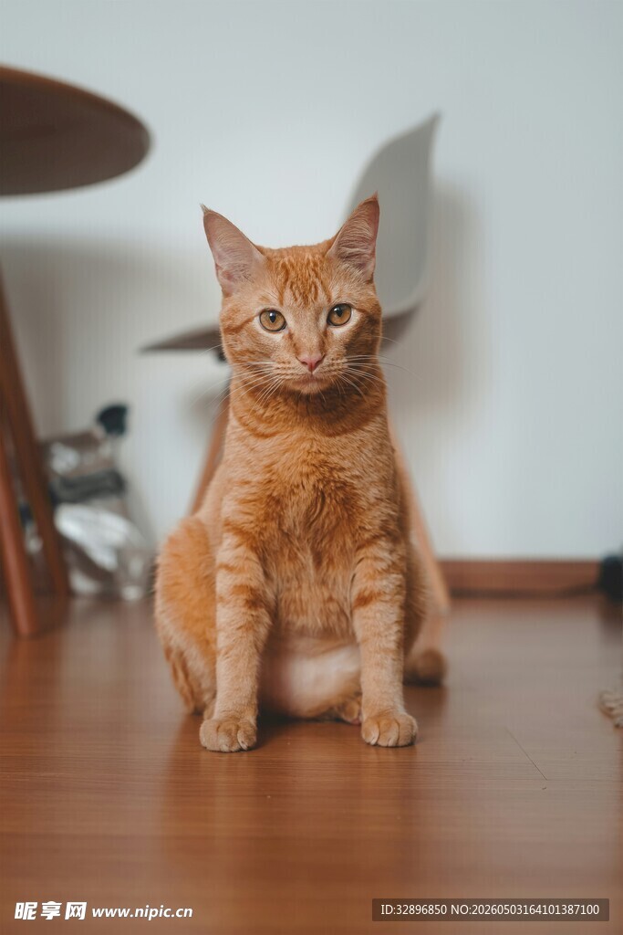 橘猫端坐木地板上