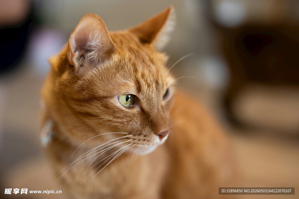 橘猫侧头特写
