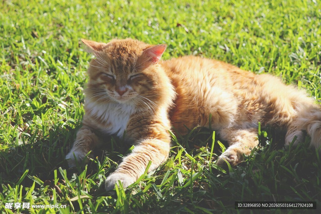 草地上的橘猫