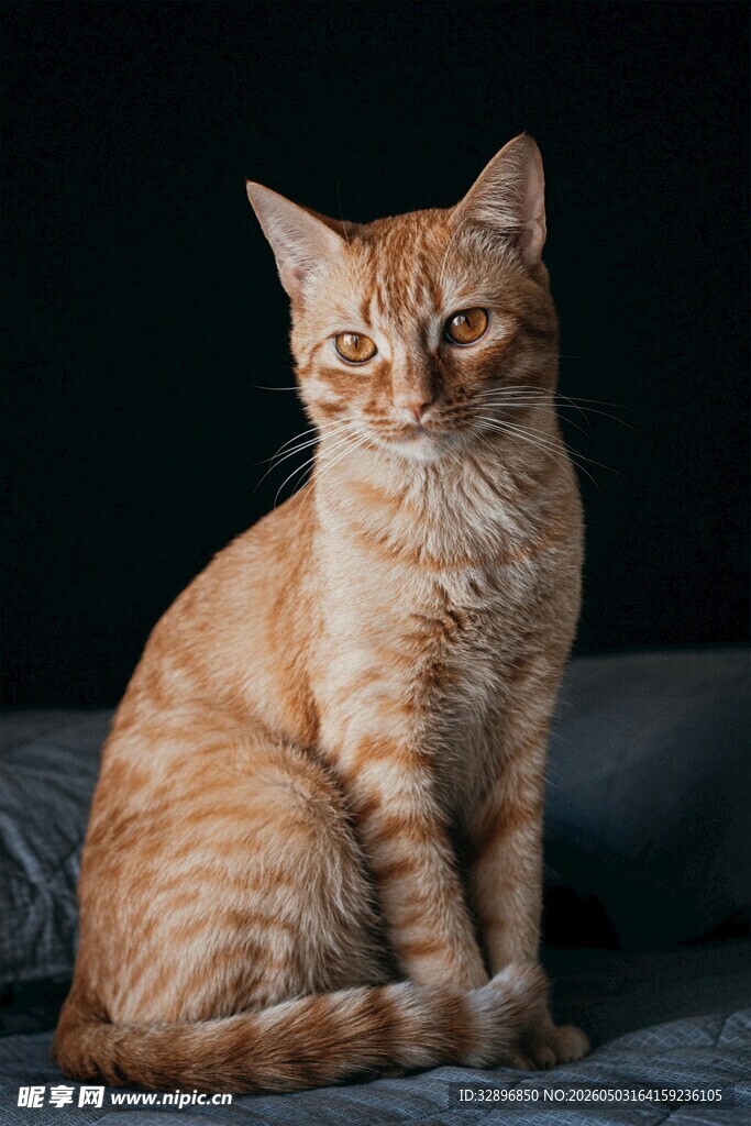 橘猫端坐凝视