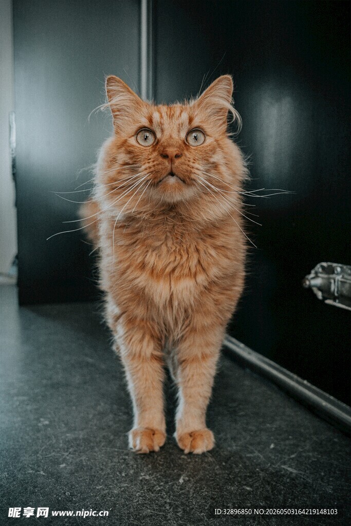 橘色长毛猫站立姿态图