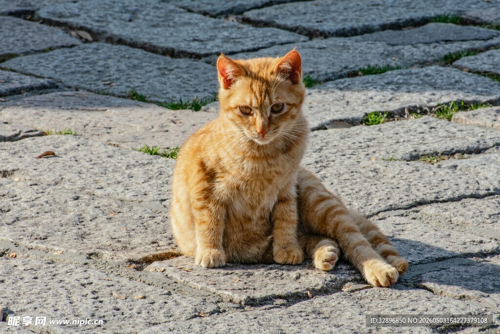 阳光下的橘猫