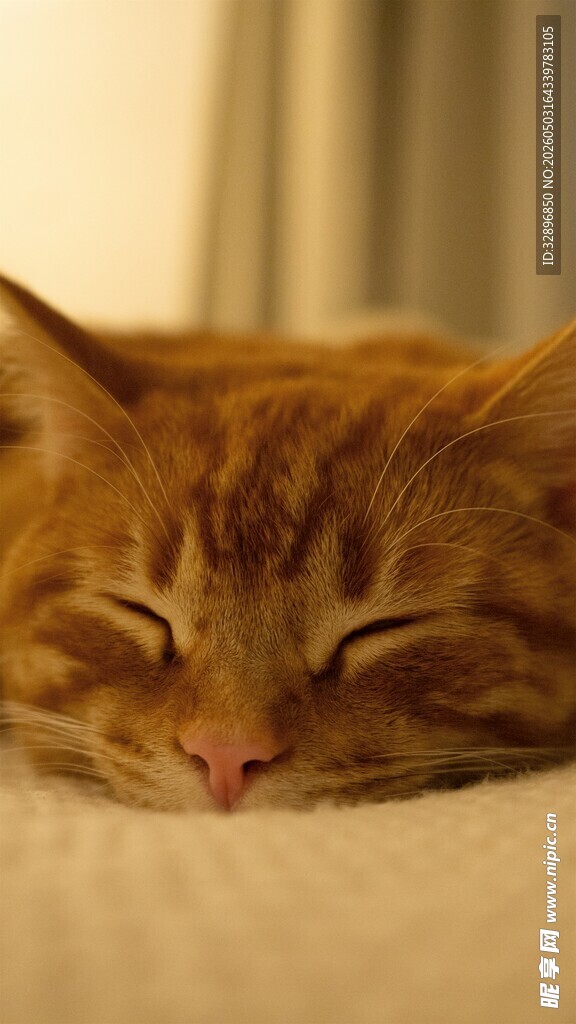 酣睡的橘猫
