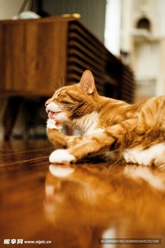 橘猫趴地打哈欠