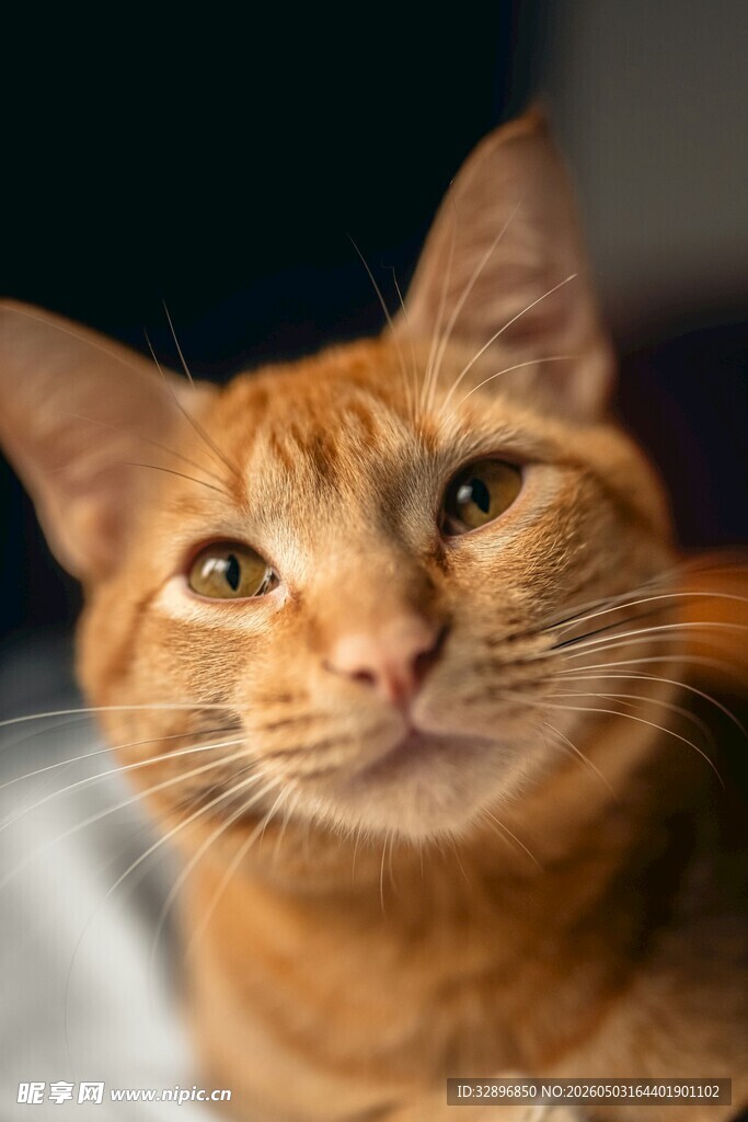 可爱橘猫近景特写