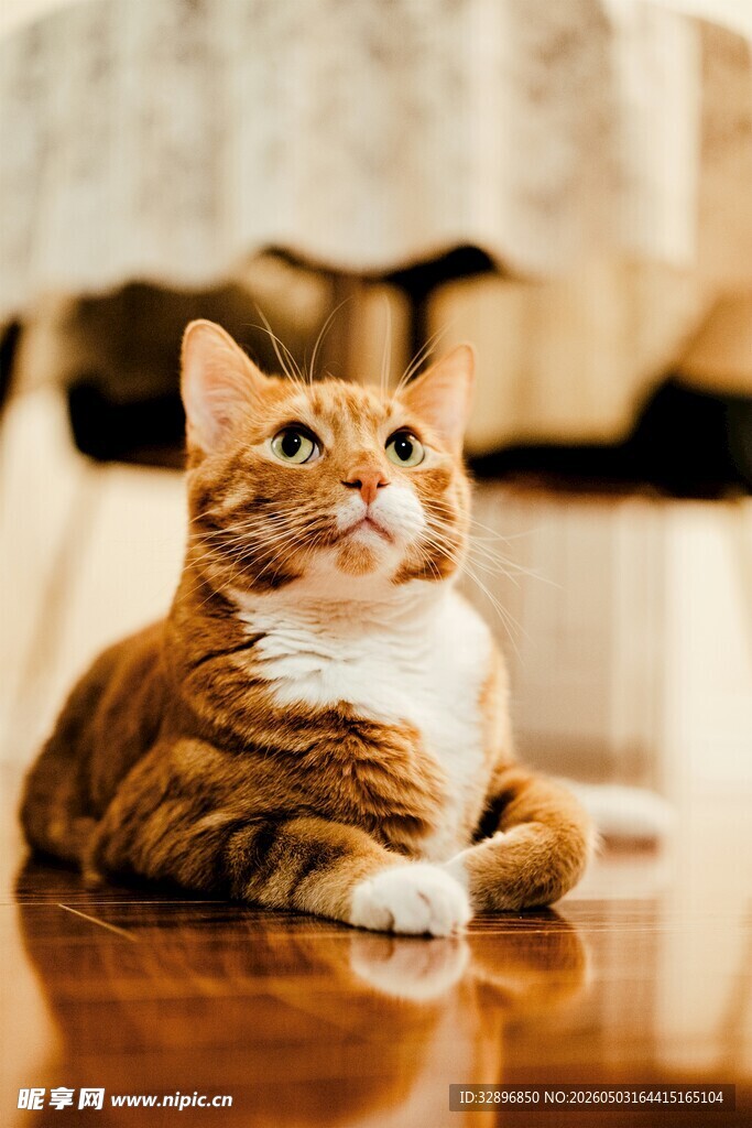 可爱橘猫趴地仰望