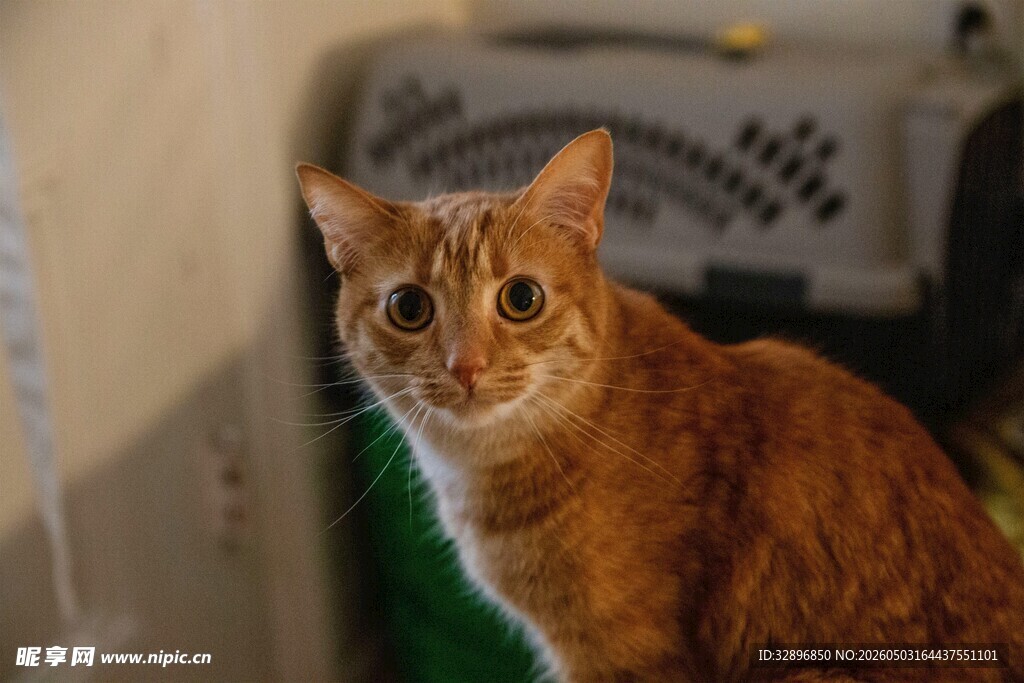 橘猫凝视