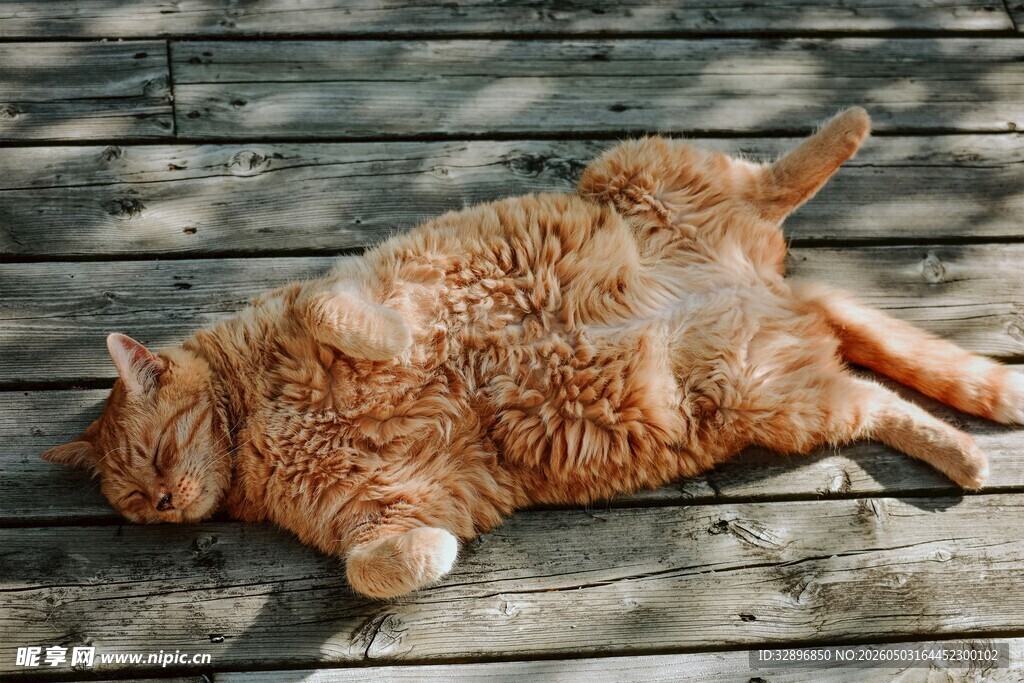 橘猫侧躺木质地板晒太阳