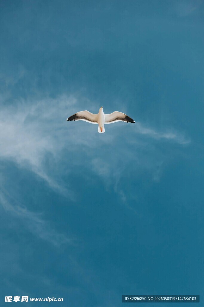蓝天翱翔的海鸥