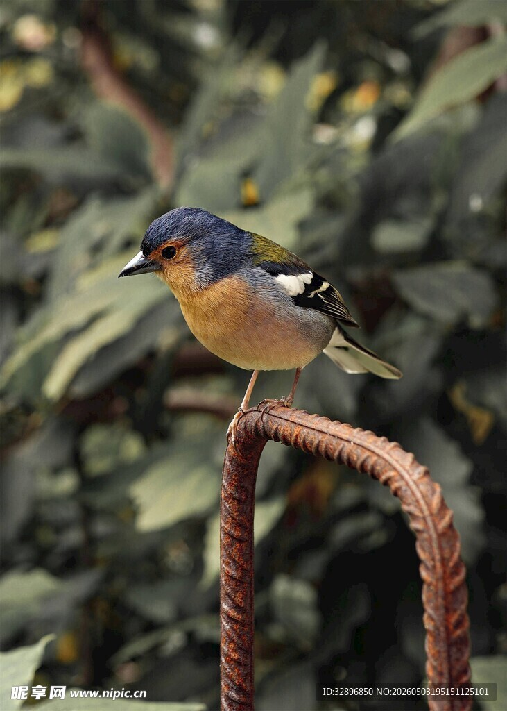 枝头小鸟