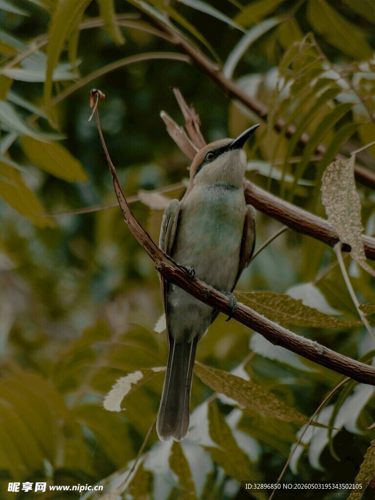 枝头栖息的翠色小鸟