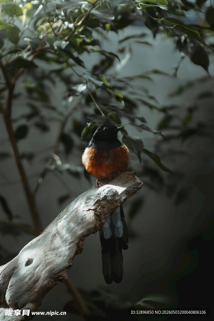 枝头栖息的美丽小鸟