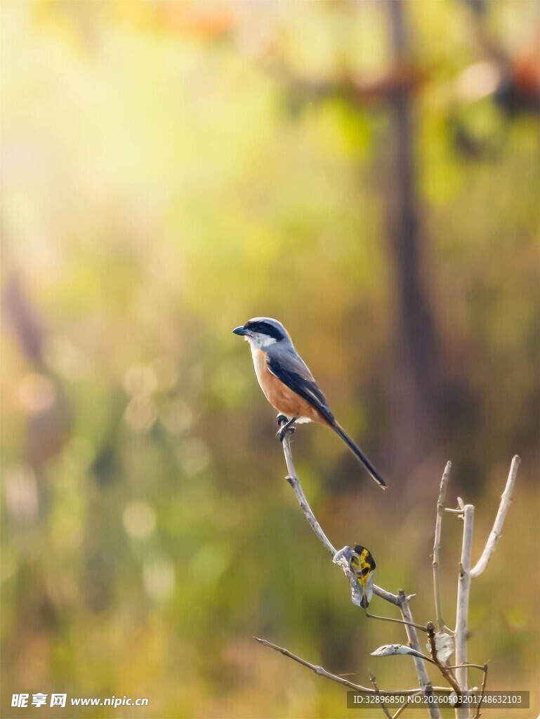 枝头小鸟沐浴温暖阳光