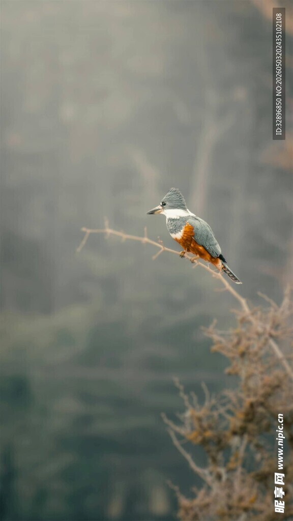 枝头小鸟