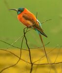 多彩蜂虎栖息枝头