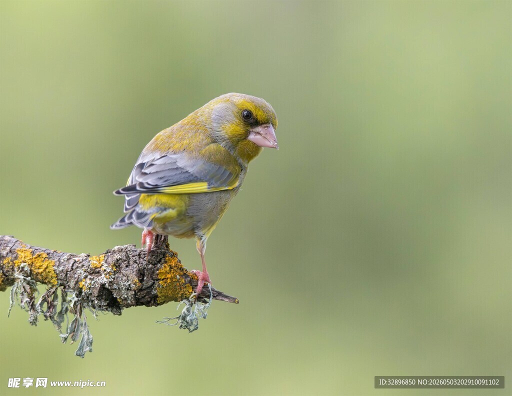 枝头金翅雀