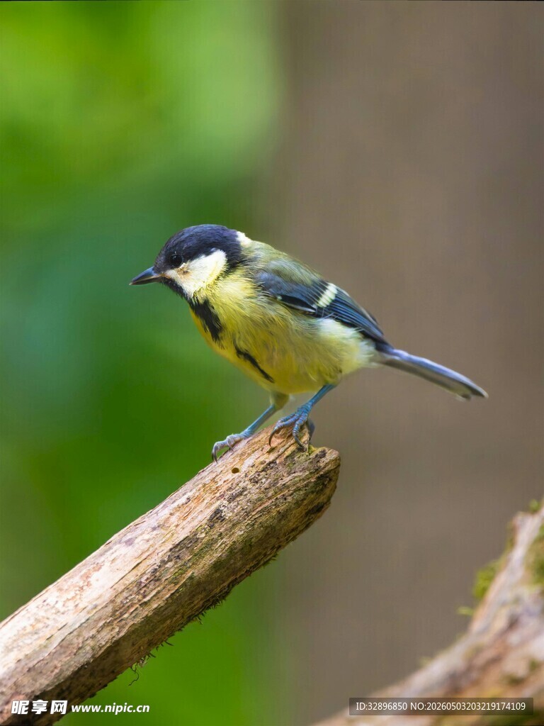 枝头小鸟