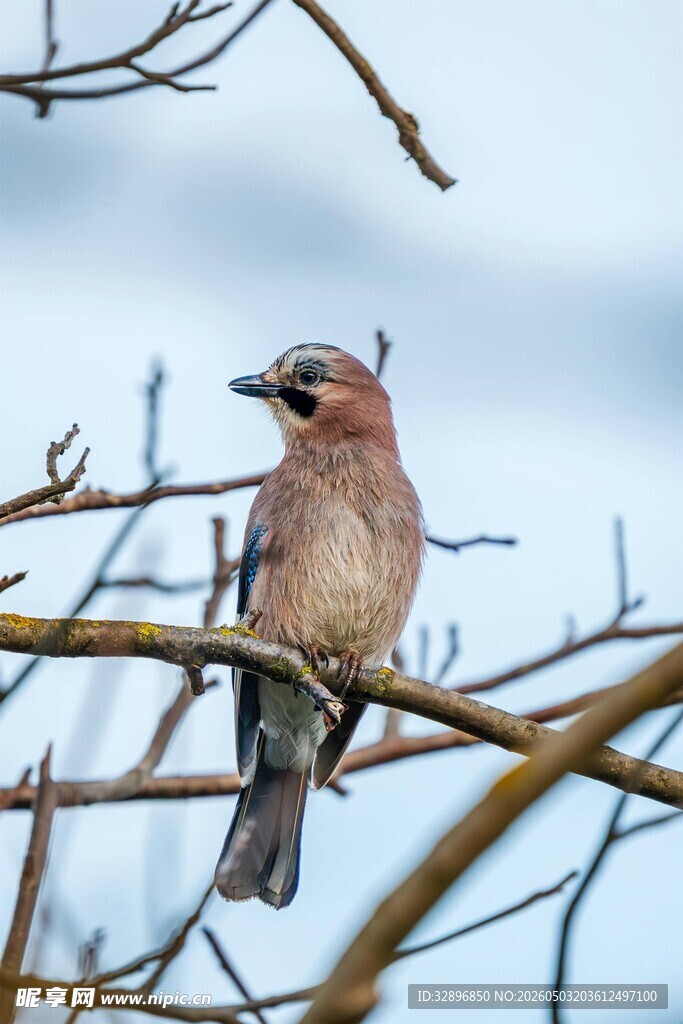 枝头栖息的美丽小鸟