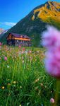 山间花海中的梦幻小屋