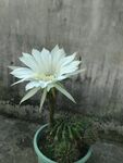 盆栽白色仙人掌花朵绽放