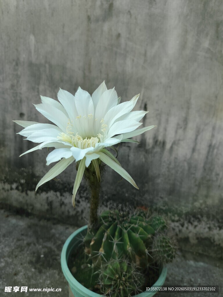 盆栽白色仙人掌花朵绽放