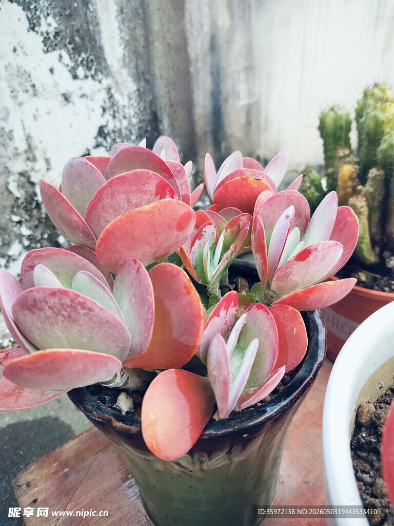 红红火火多肉 唐印 植物 盆栽