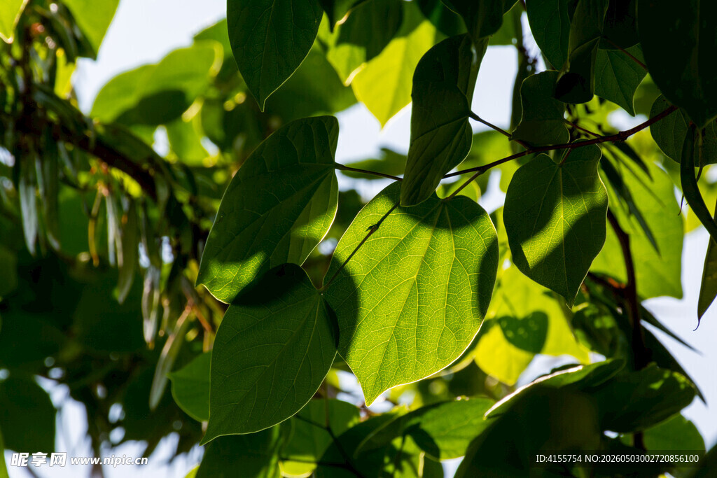 阳光下的翠绿树叶